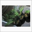 植え替え