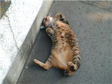 週間ねこ友達＜第２回＞
