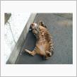 週間ねこ友達＜第２回＞