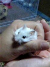 【舜】でぇ～すはじめまして