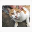 週間ねこ友達＜第４回＞