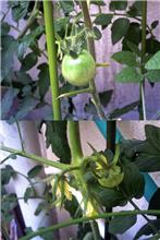 今朝の野菜たち3