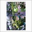今朝の野菜たち3