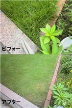 夏を前に、Ｖゾーンがﾎﾞｰﾎﾞｰです・・・