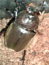 誕生♀【カブトムシ】