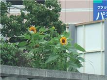 もうすぐ梅雨明け