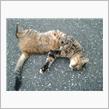 週間ねこ友達＜第５回＞