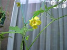 ゴーヤの花