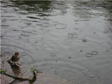 雨もまた楽し (^-^)