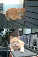 週間ねこ友達＜第６回＞