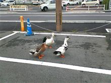 何処から来たの！？