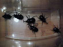 カブト虫拾い・・・・