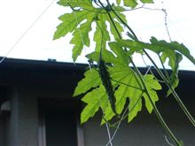 ゴーヤ生育状況