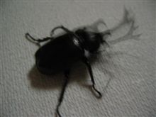 ぼくのなつやすみVol.44