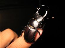 ぼくのなつやすみVol.45　～100匹目！～