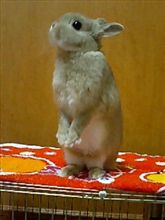 股　起っちゃた　(*^。^*)