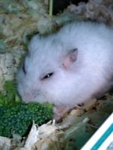 アイちゃん２歳８ヶ月＋１日