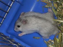 混血かな？