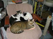 ねこやさん
