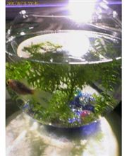 縁日の金魚