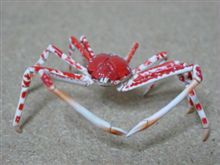 ガチャポン:タカアシガニ ガチャポン:タカアシガニ