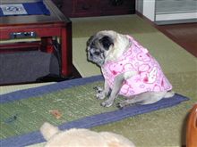 獅子舞・・・
