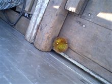小さい秋見つけた♪