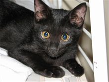 猫、まだもらい手が見つからず・・・