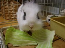ウーちゃん