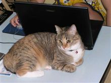 猫とパソコン