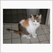 ネコが死んだ！はぁ～