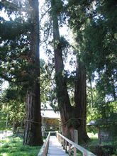  巨樹を求めてひとっこぎ♪⑧