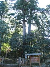 巨樹を求めてひとっこぎ♪⑨