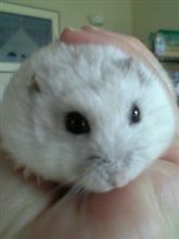 ショック【アイ】逝ってしまった（TT）