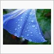 今日も雨