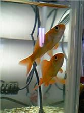 水換え。