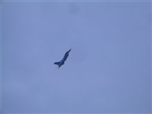 小さいですがF-16