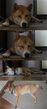 眠い：実況中継