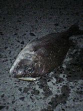 釣り友　大、大、大募集！