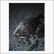 釣り友　大、大、大募集！