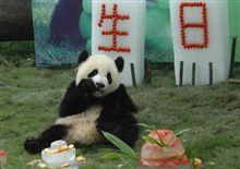 パンダと格闘・・・。