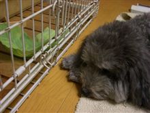ラブは強奪犯