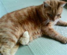 猫の拾い物! 猫の拾い物!