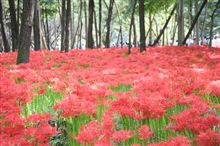 今日は巾着田の曼珠沙華