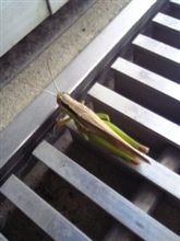 けふのいきもの♪ けふのいきもの♪