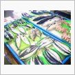 お魚さんがいっぱいいるのだ( ...