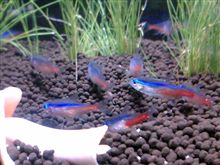 魚ネタ