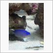 ようやくお魚UPです