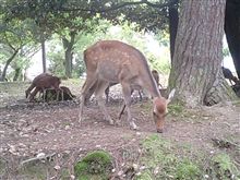 シカ～＼(^^＠)／