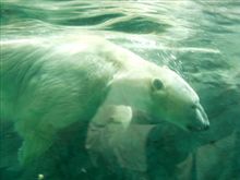 旭山動物園、美瑛
